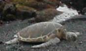 Honu at Punalu`u (Black Sand Turtle Beach)