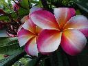 Big Island flower - ALOHA !!!